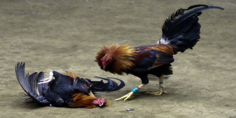 Những ưu điểm vượt trội của đá gà SV128 